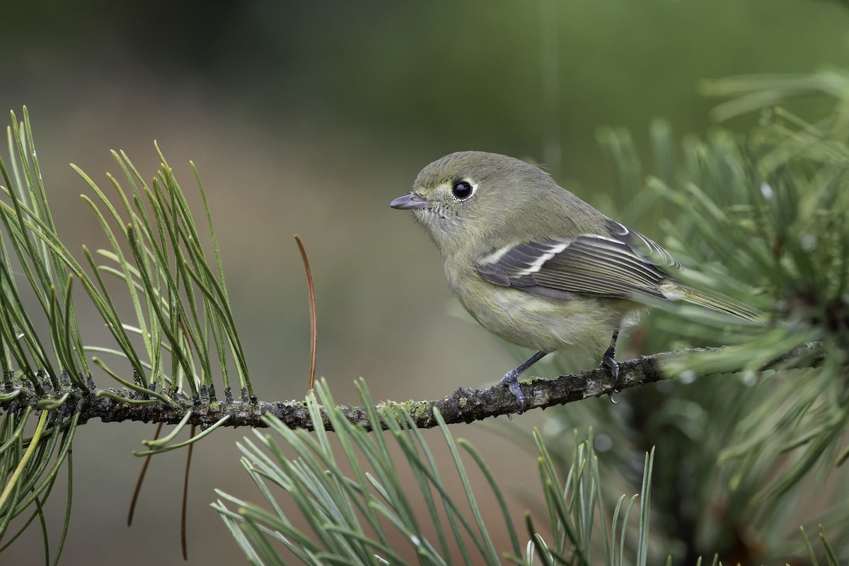 Hutton's Vireo - ML645475331