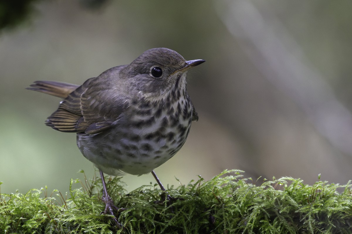 Hermit Thrush - ML645475338
