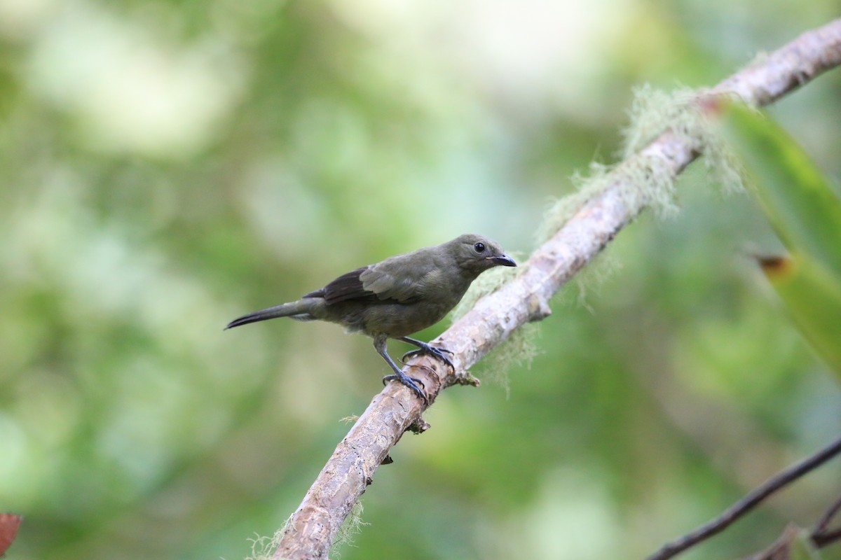 Tangara des palmiers - ML645475339