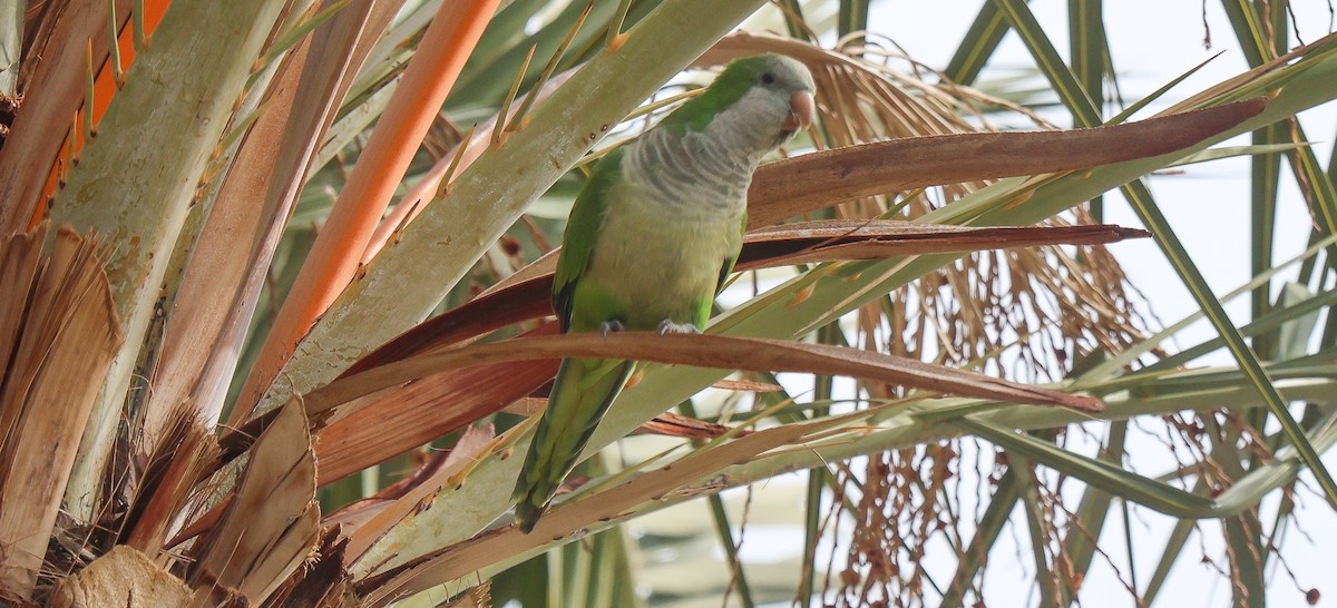 Mönchssittich - ML645475341