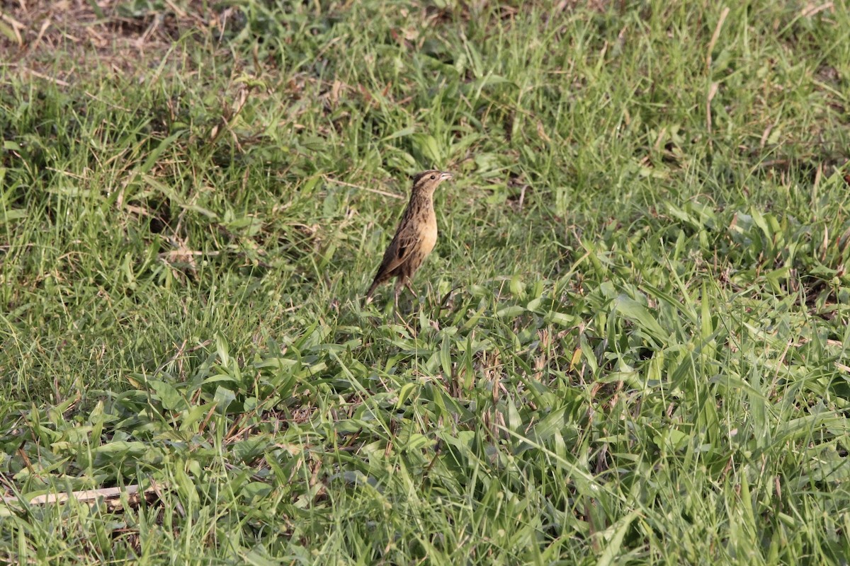 Sturnelle militaire - ML645475352