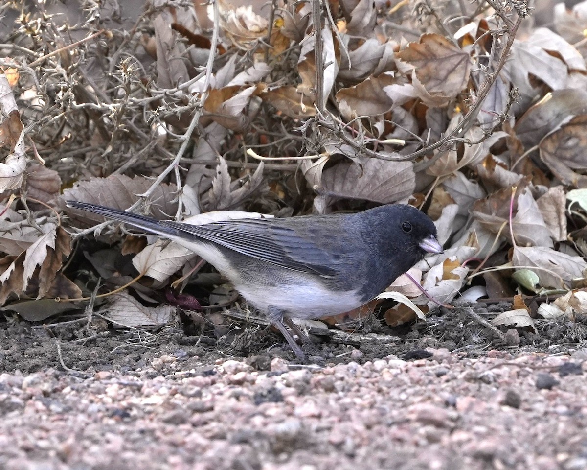 Dark-eyed Junco (Slate-colored) - ML645475354