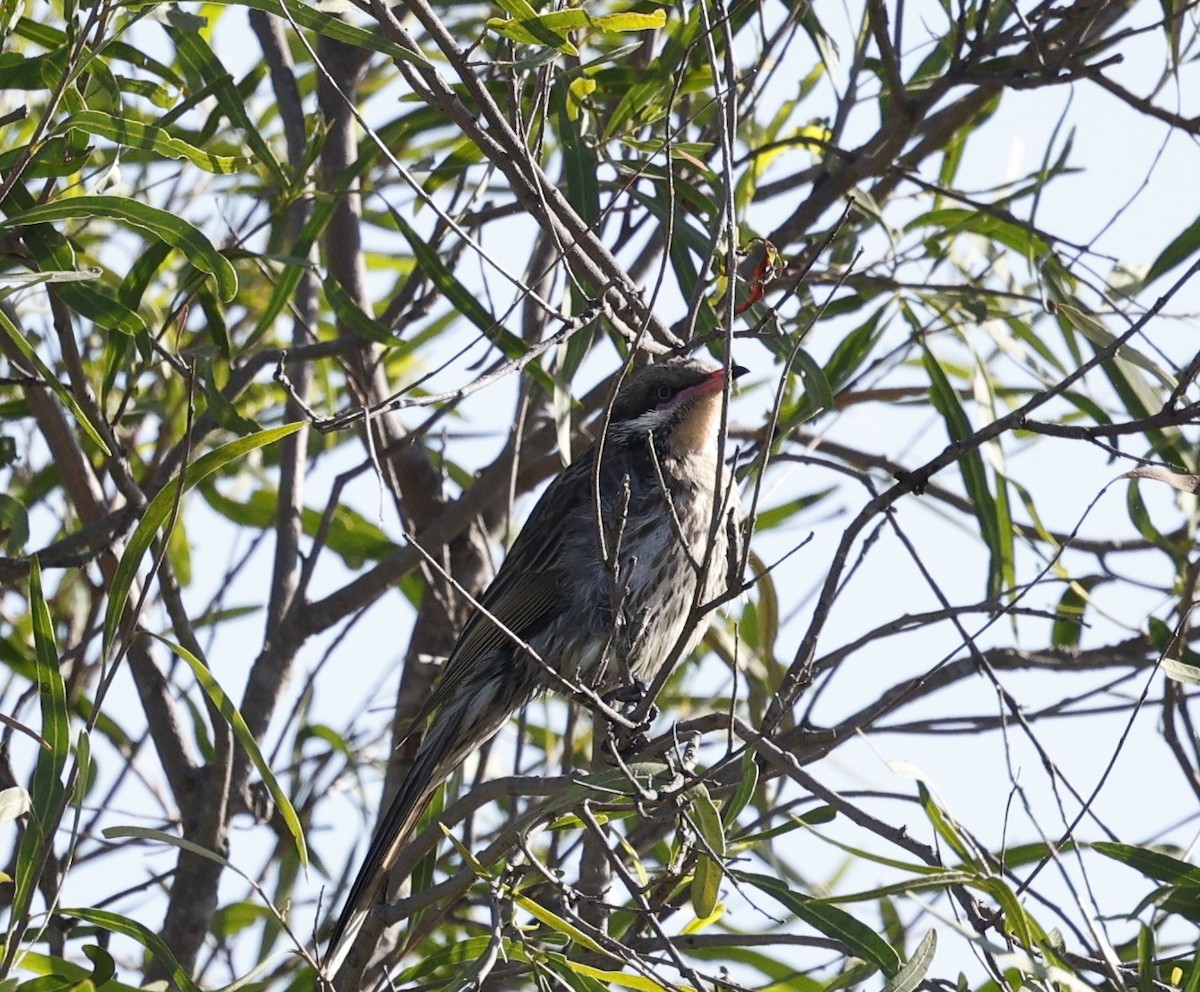 rosennebbhonningeter - ML645475356