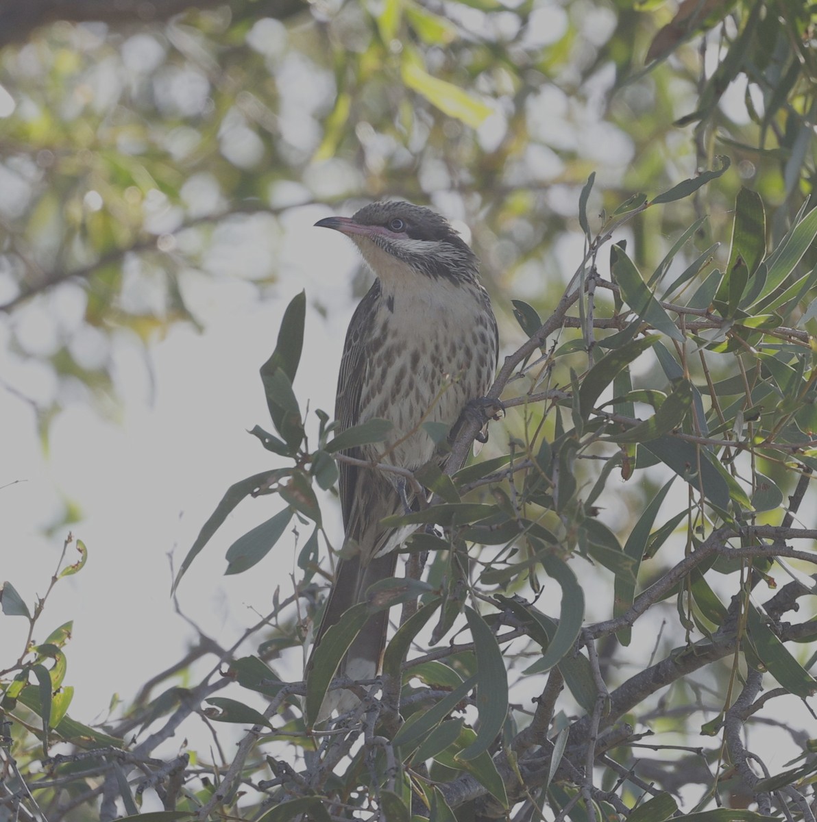 rosennebbhonningeter - ML645475358