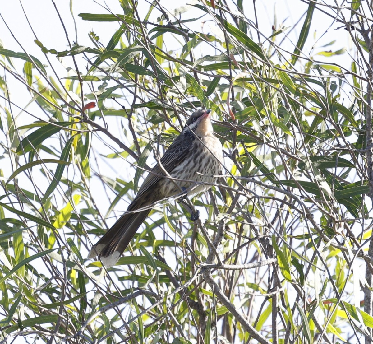 rosennebbhonningeter - ML645475359