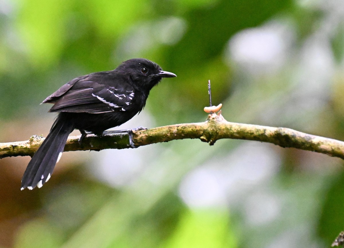 Jet Antbird - ML645475360