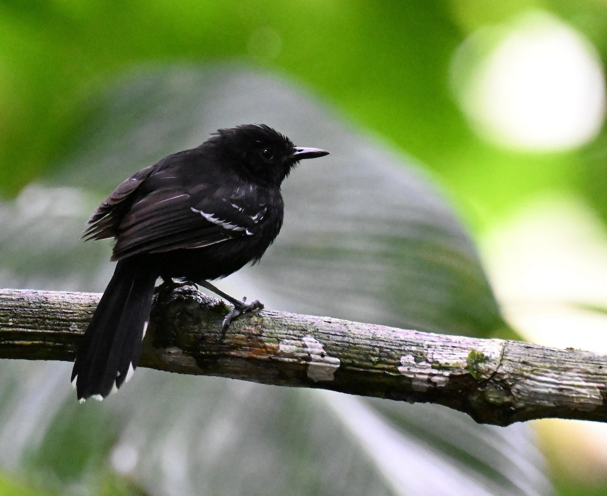 Jet Antbird - ML645475361