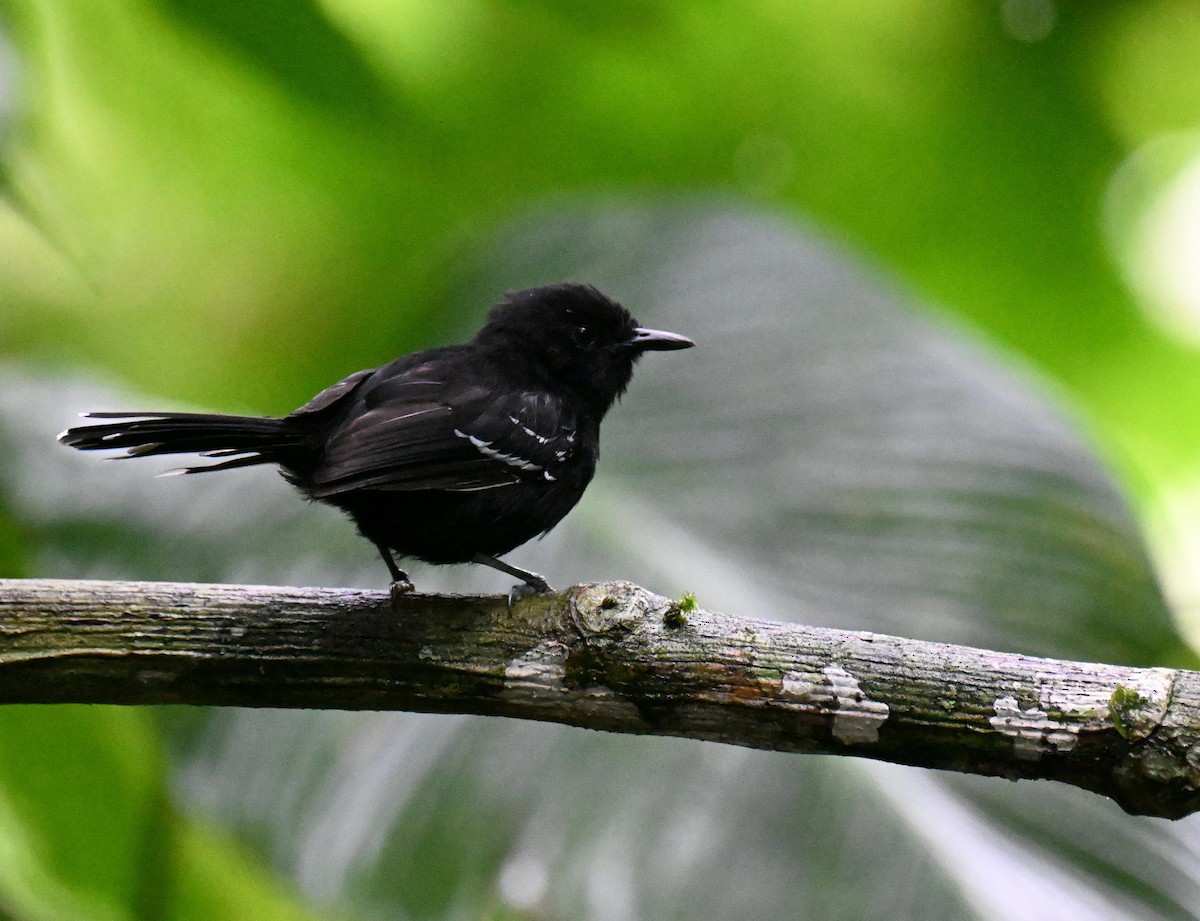 Jet Antbird - ML645475362