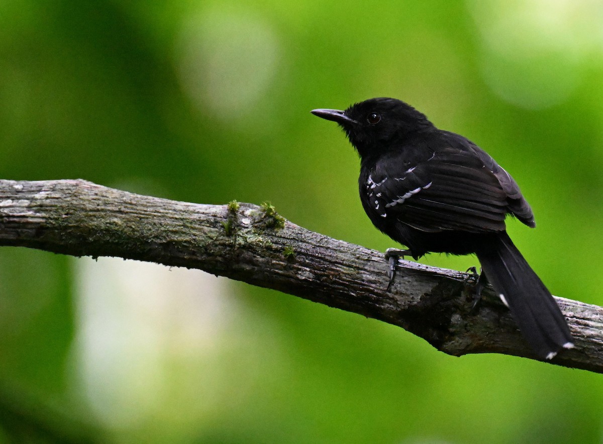 Jet Antbird - ML645475363