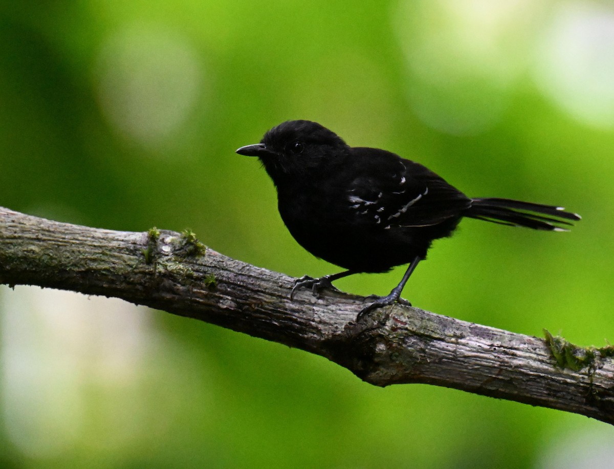 Jet Antbird - ML645475364