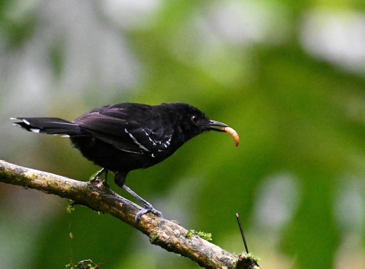 Jet Antbird - ML645475365