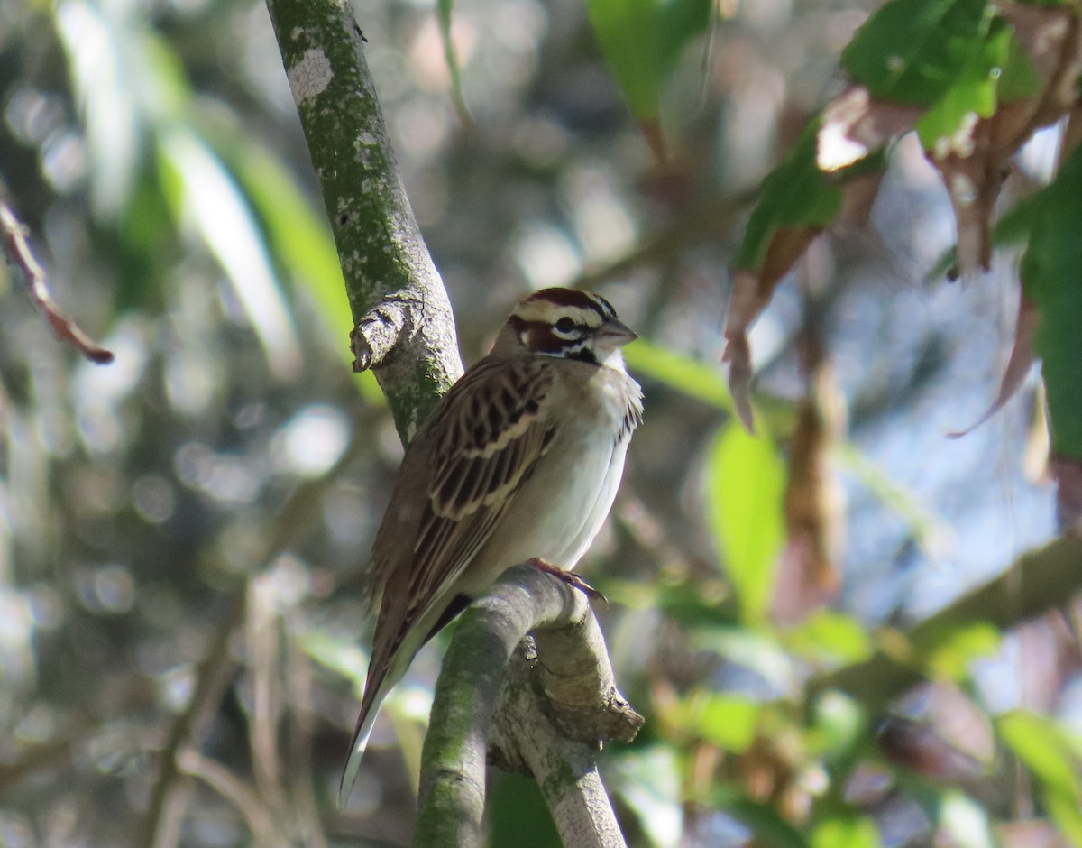 Lark Sparrow - ML645475371