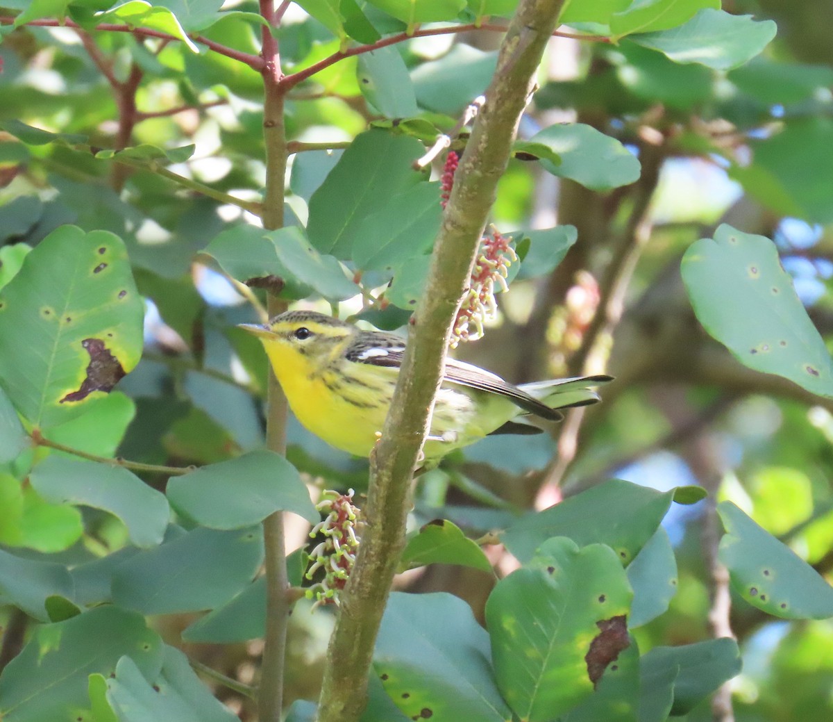 Blackburnian Warbler - ML645475383