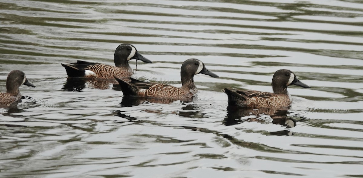 Zertzeta hegalurdina - ML645475384