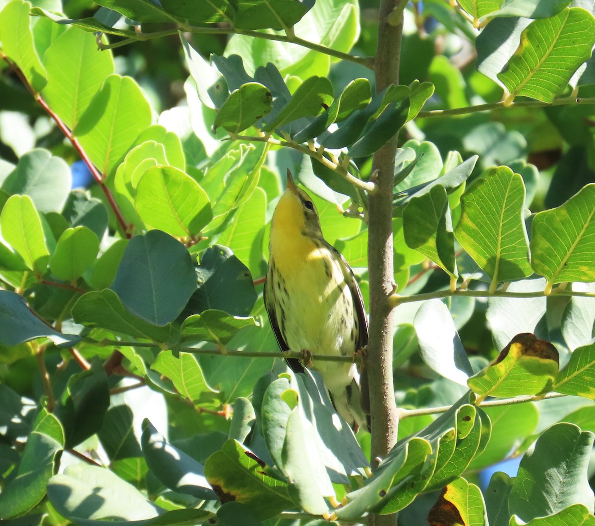 Blackburnian Warbler - ML645475387