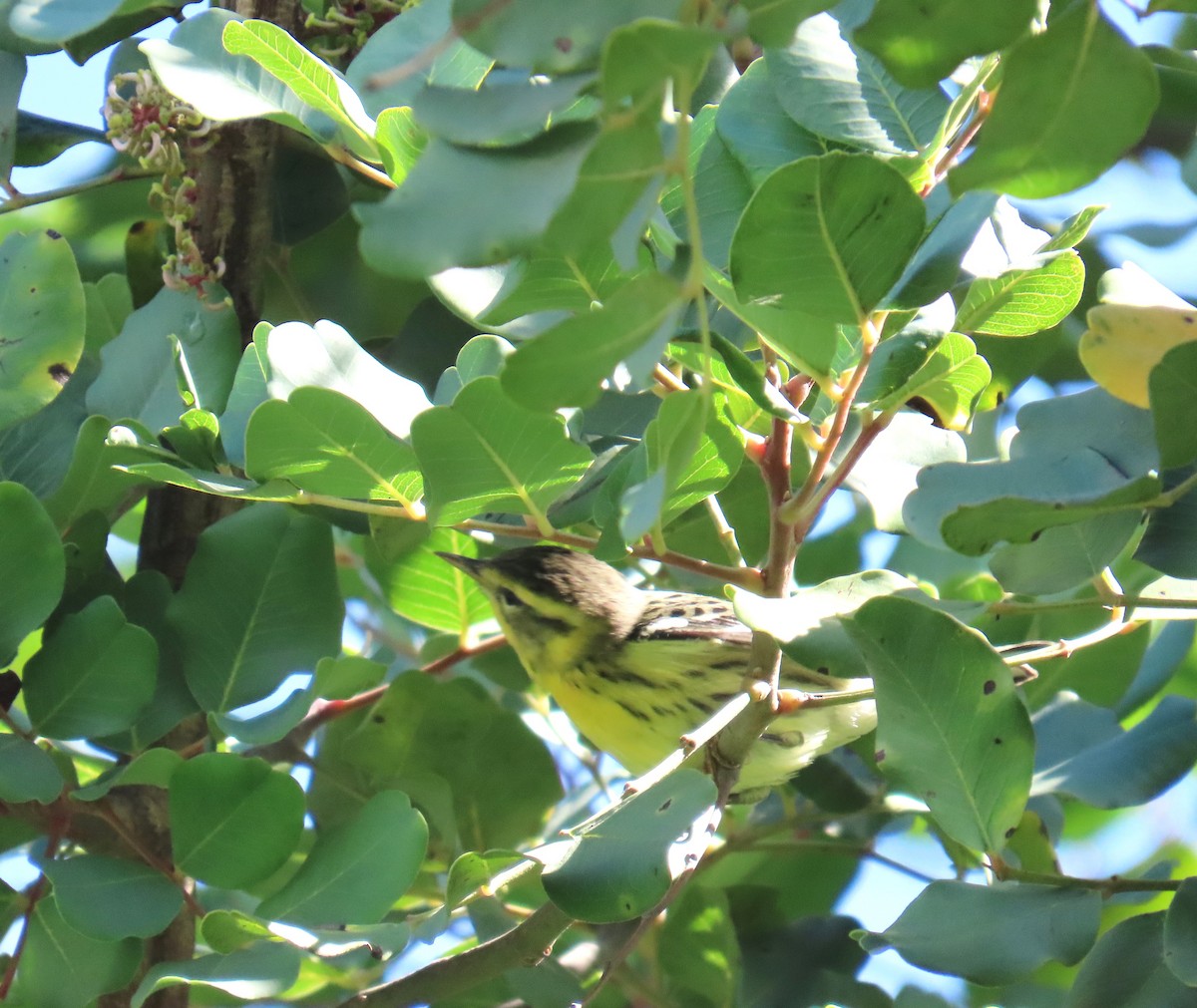 Blackburnian Warbler - ML645475388