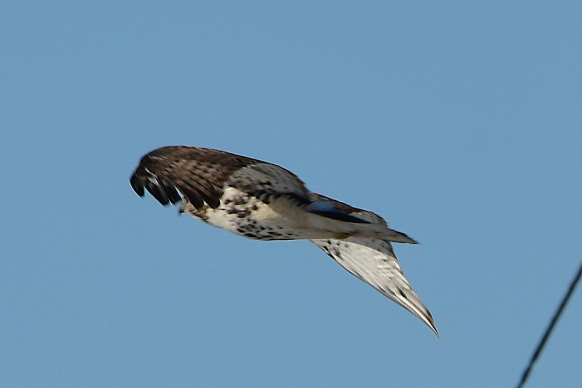Red-tailed Hawk - ML645475403