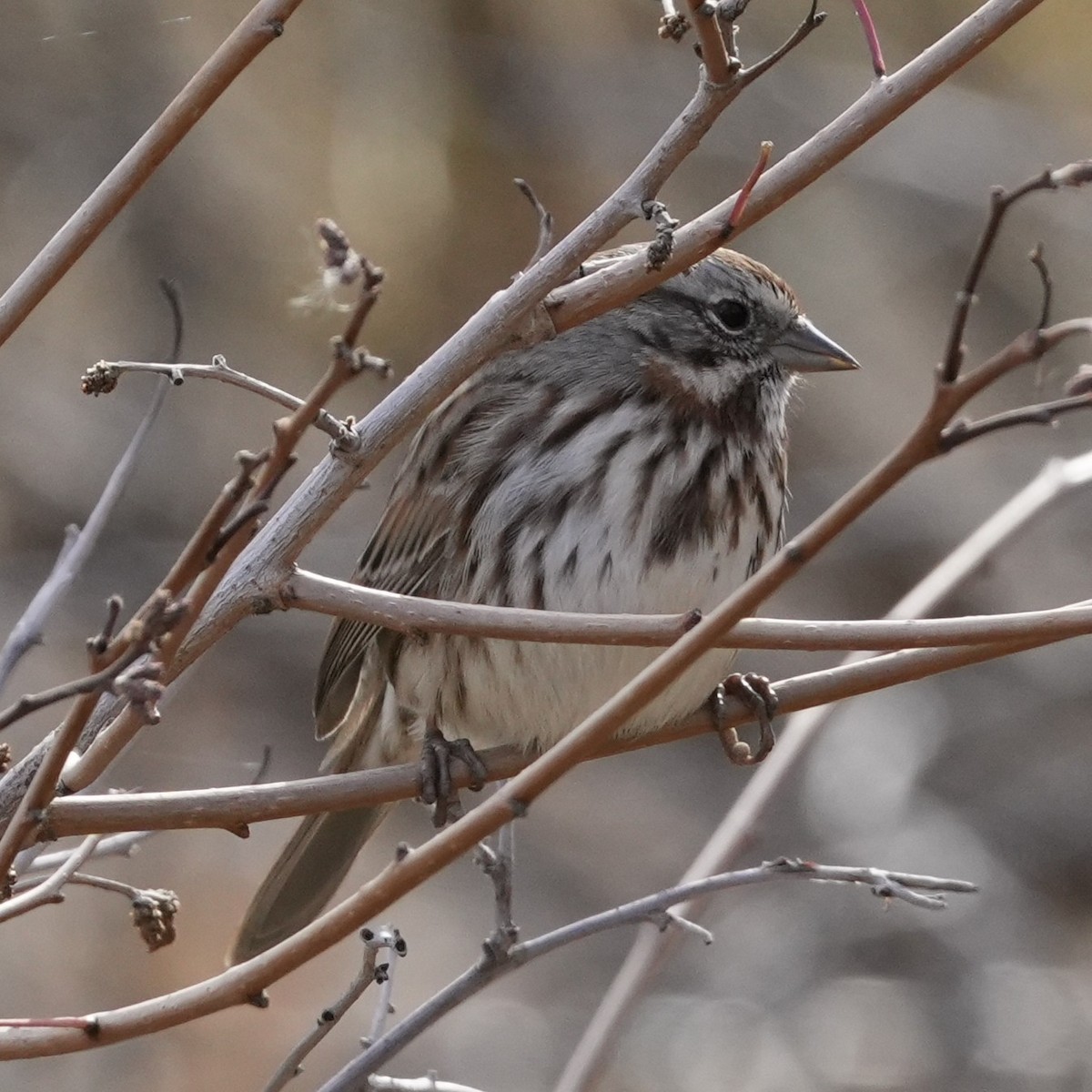 Song Sparrow - ML645475404