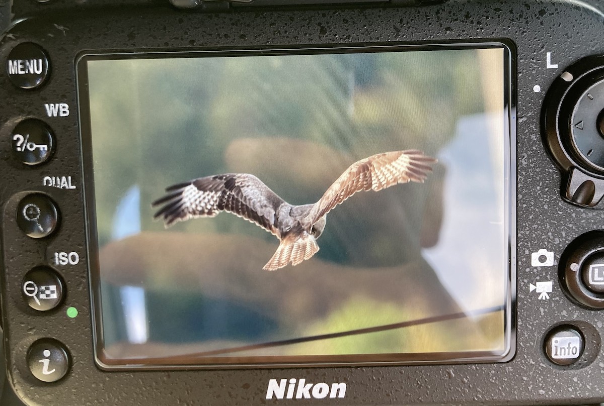 Upland Buzzard - ML645475419