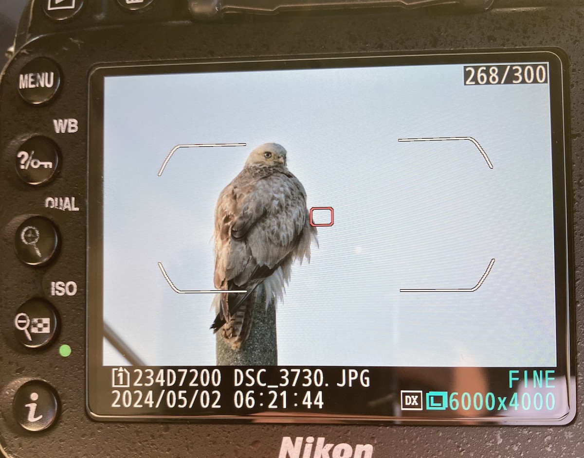 Upland Buzzard - ML645475420