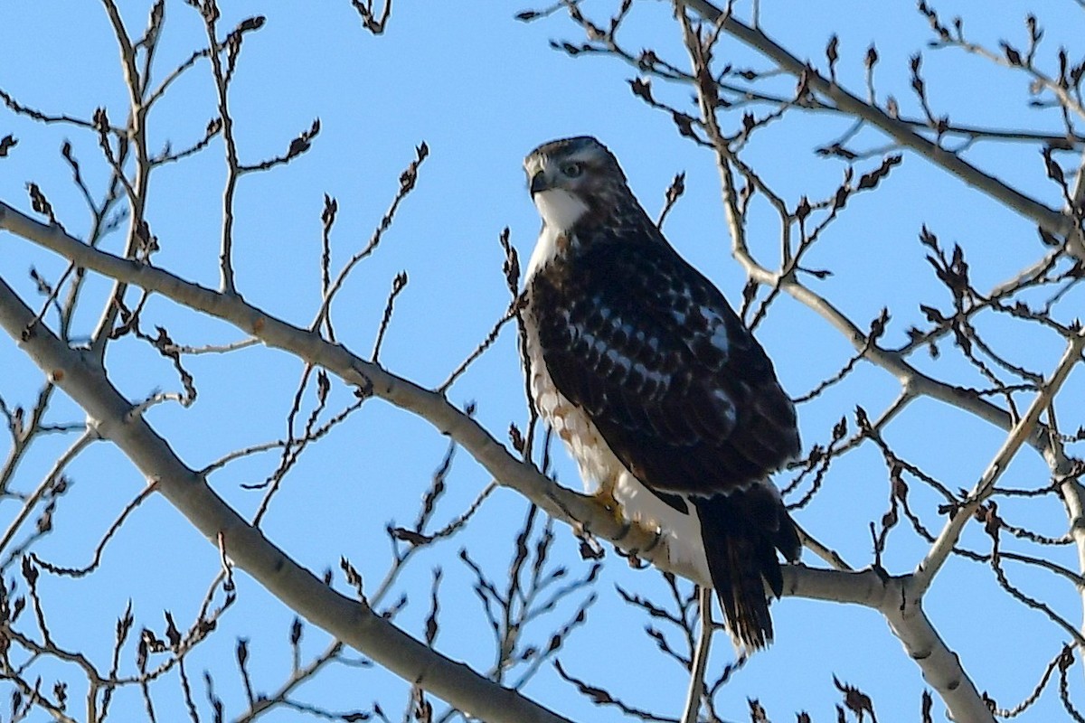Red-tailed Hawk - ML645475422