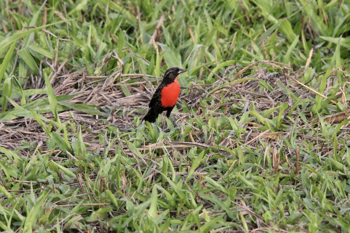 Sturnelle militaire - ML645475425