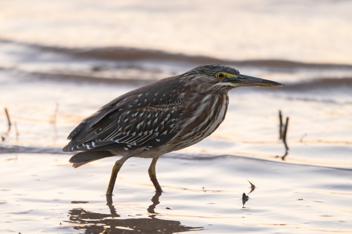 Striated Heron - ML645475429