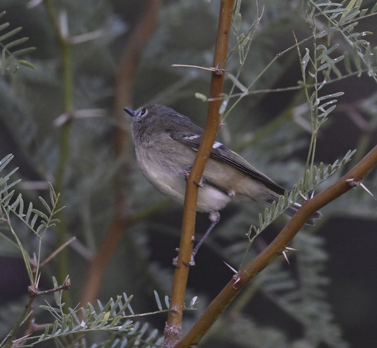 Ruby-crowned Kinglet - ML645475435