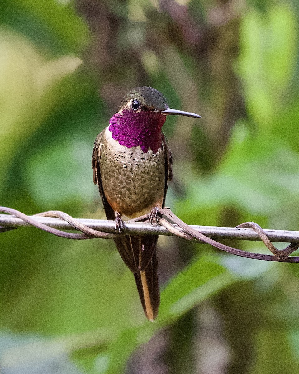Magenta-throated Woodstar - ML645475440