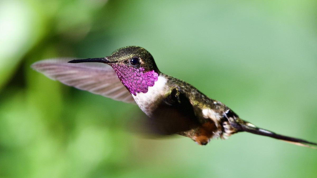 Magenta-throated Woodstar - ML645475441