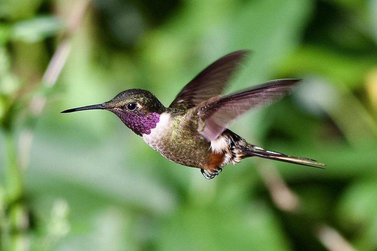 Magenta-throated Woodstar - ML645475442