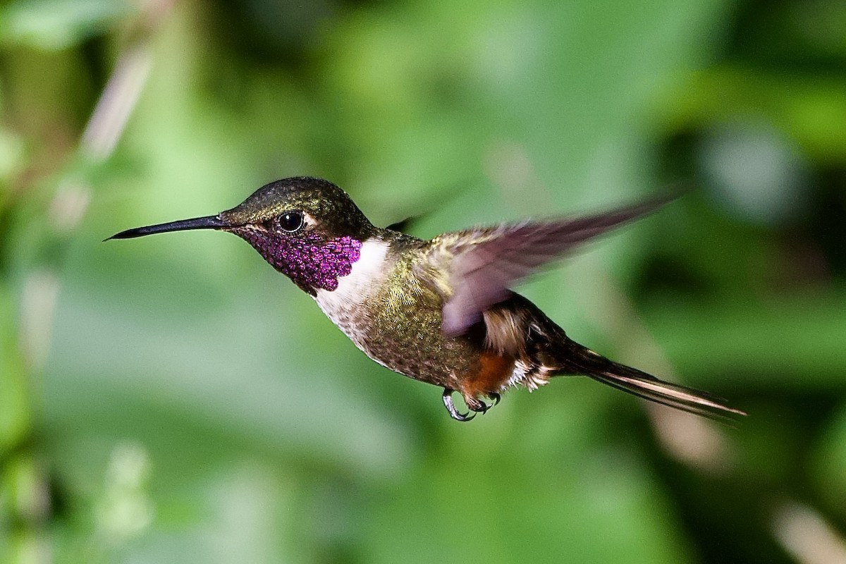 Magenta-throated Woodstar - ML645475443