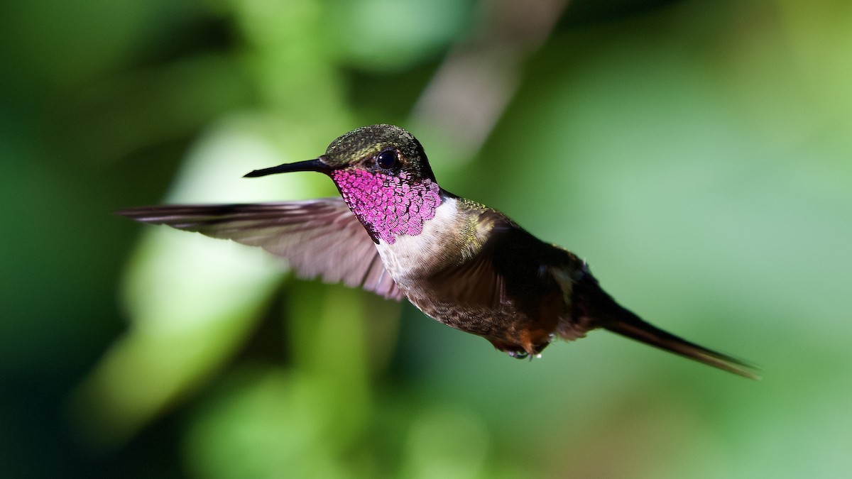 Magenta-throated Woodstar - ML645475444