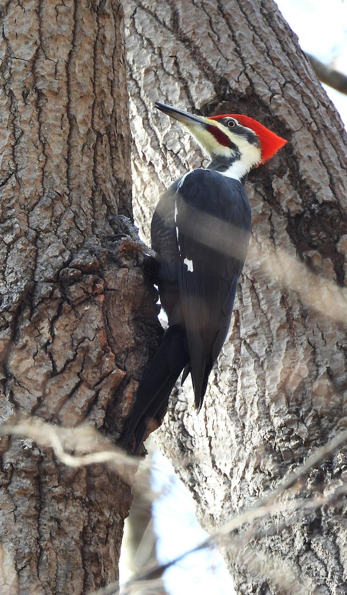 Pileated Woodpecker - ML645475459