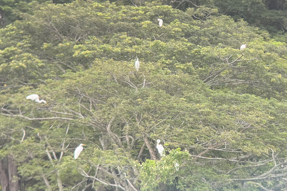 Silberreiher - ML645475473