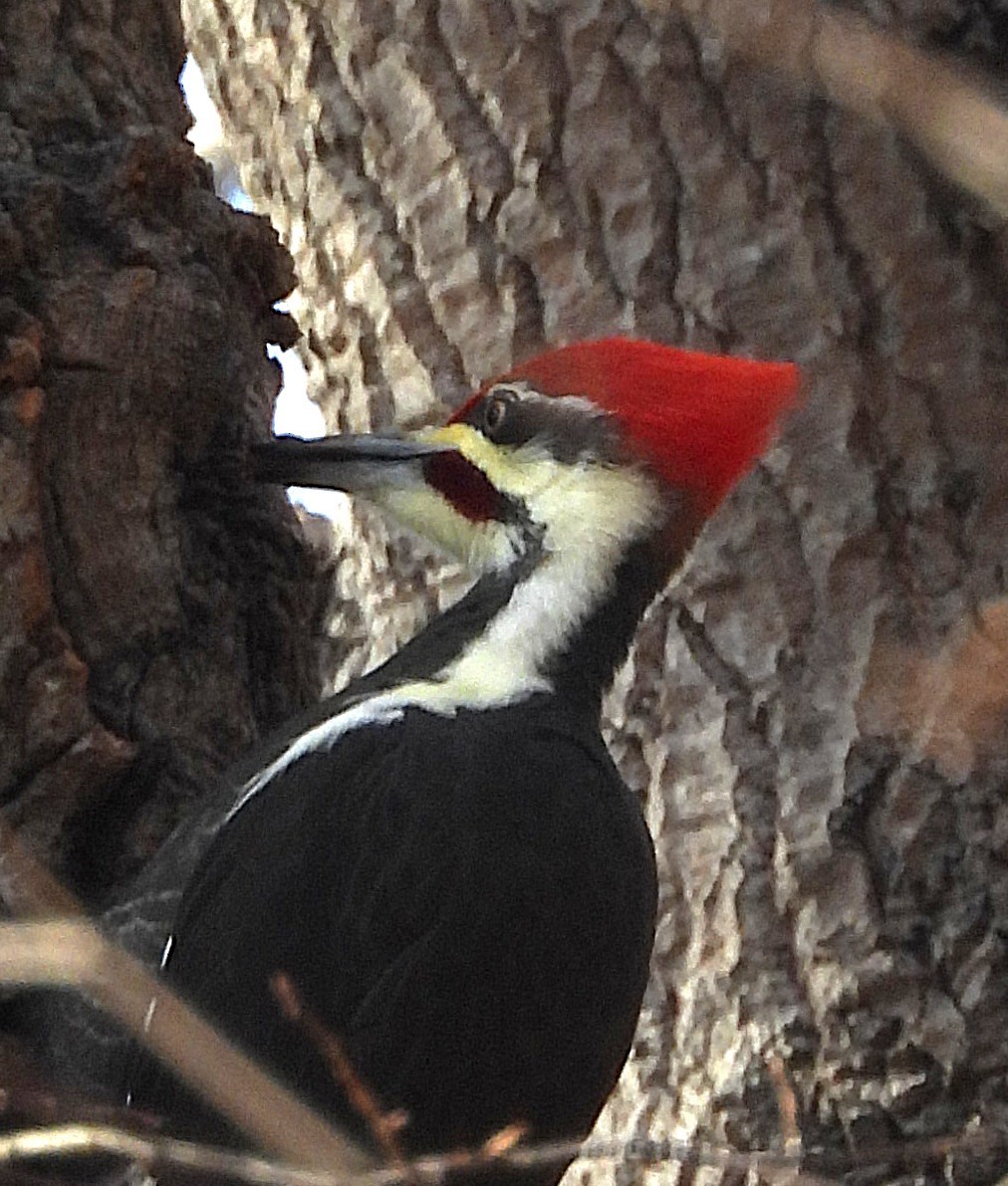 Pileated Woodpecker - ML645475481