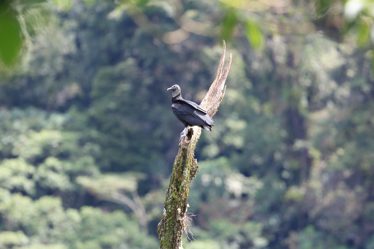 Black Vulture - ML645475486