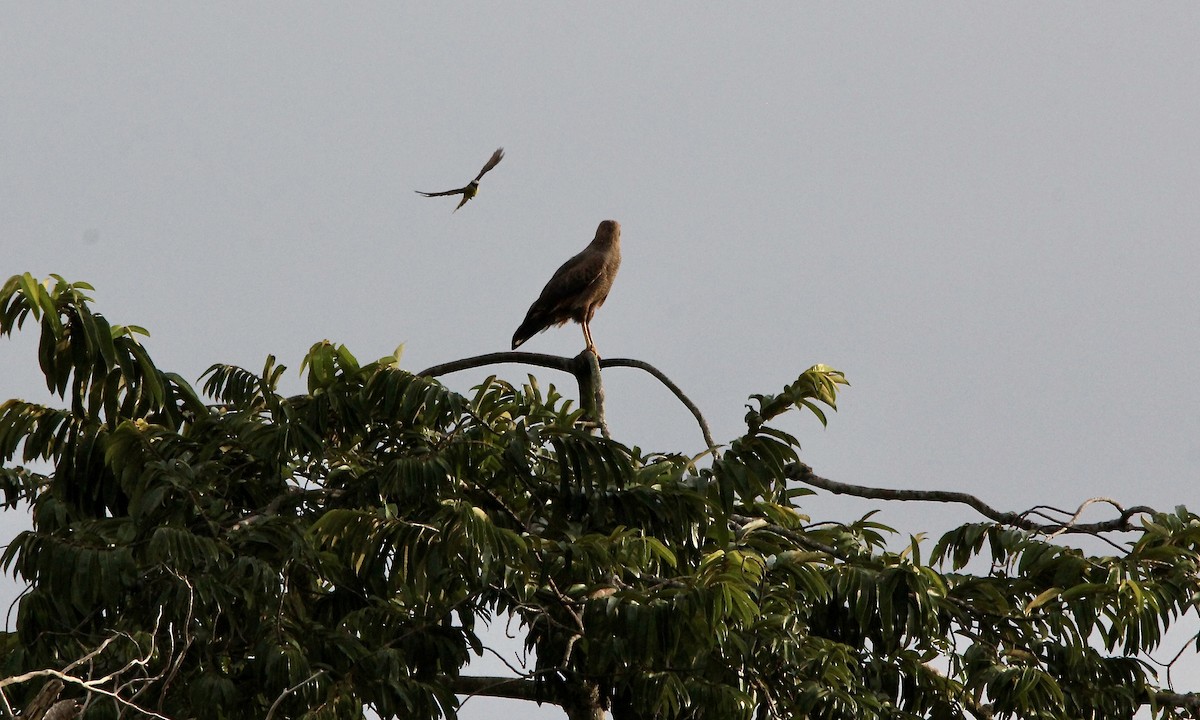 サバンナノスリ - ML645475487