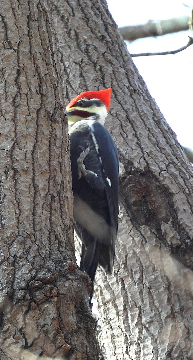 Pileated Woodpecker - ML645475489
