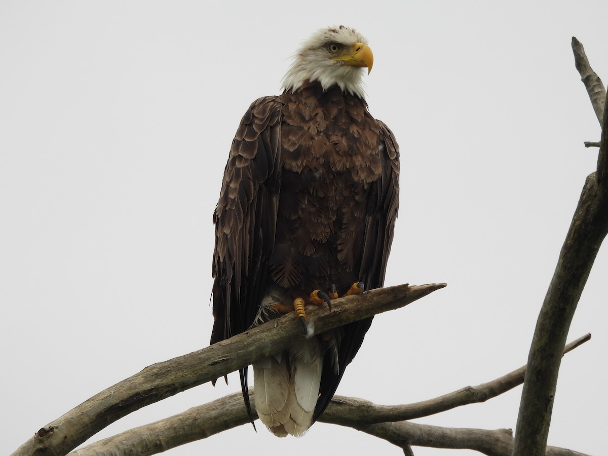 Bald Eagle - ML645475505