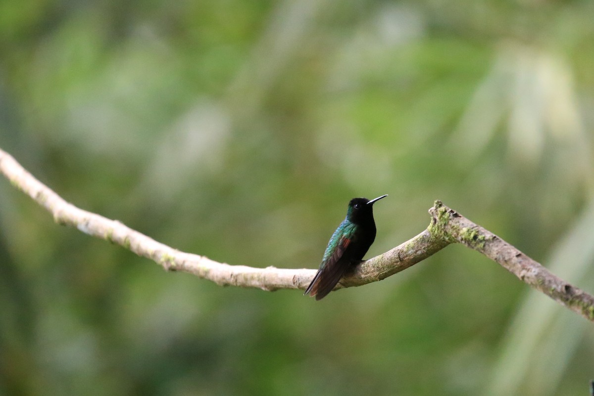 Black-bellied Hummingbird - ML645475509