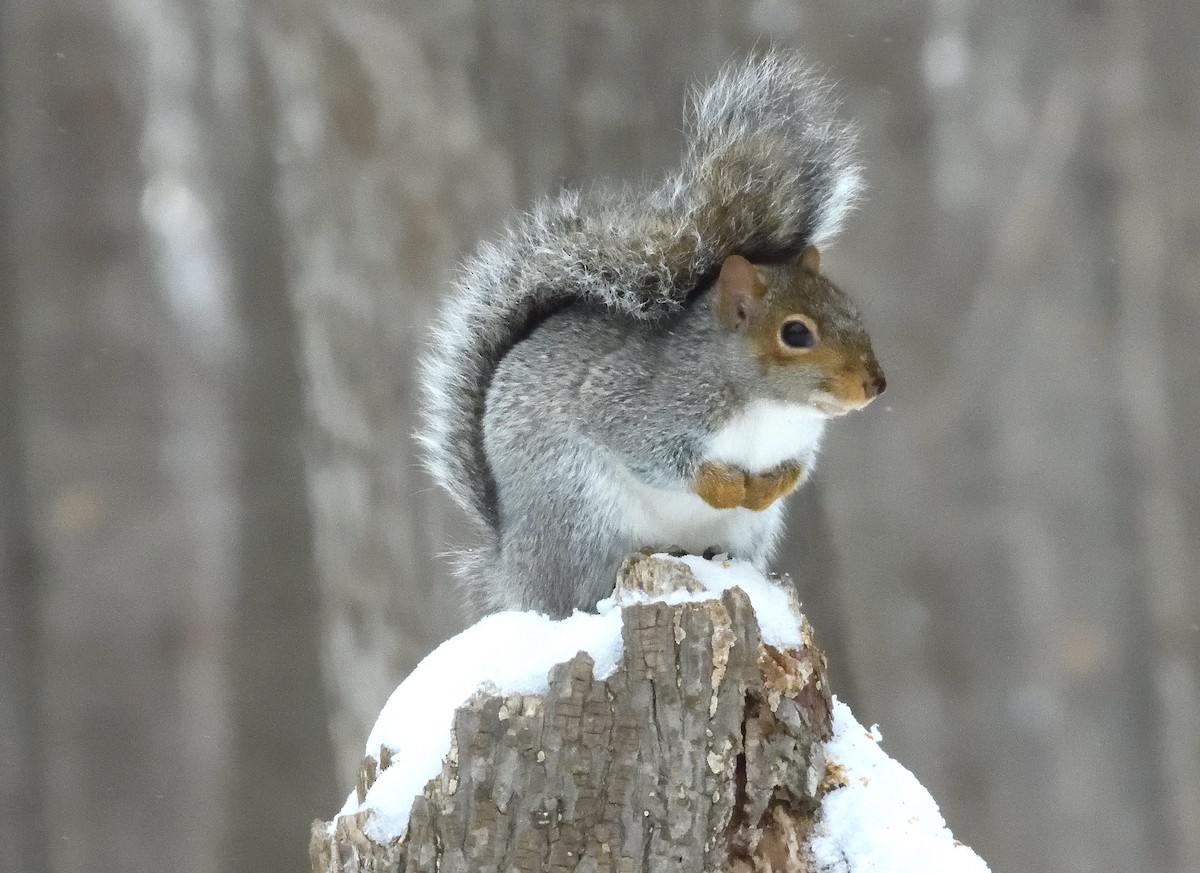 Animals - ML645475520