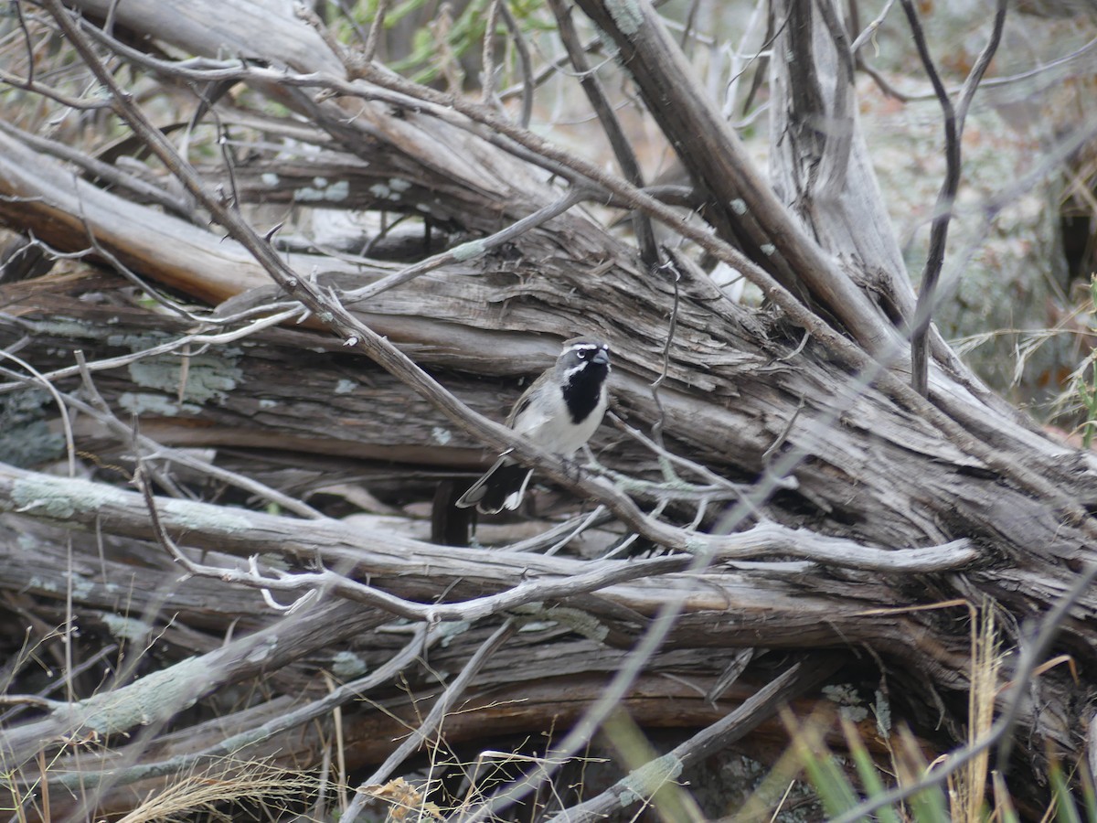 Black-throated Sparrow - ML645475532