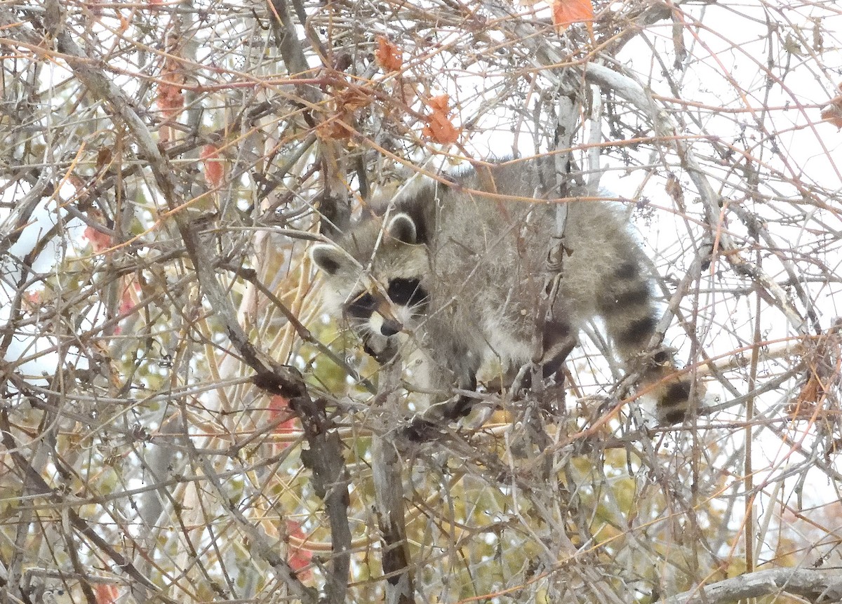 Animals - ML645475536