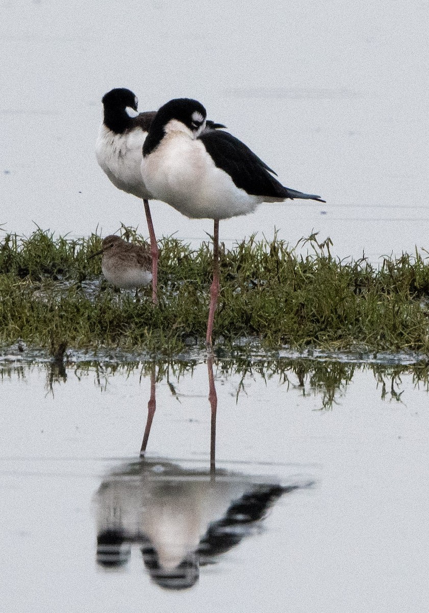 pisila černokrká - ML645475540