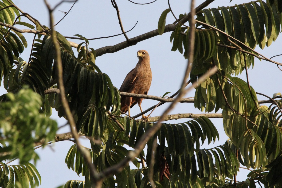 サバンナノスリ - ML645475544