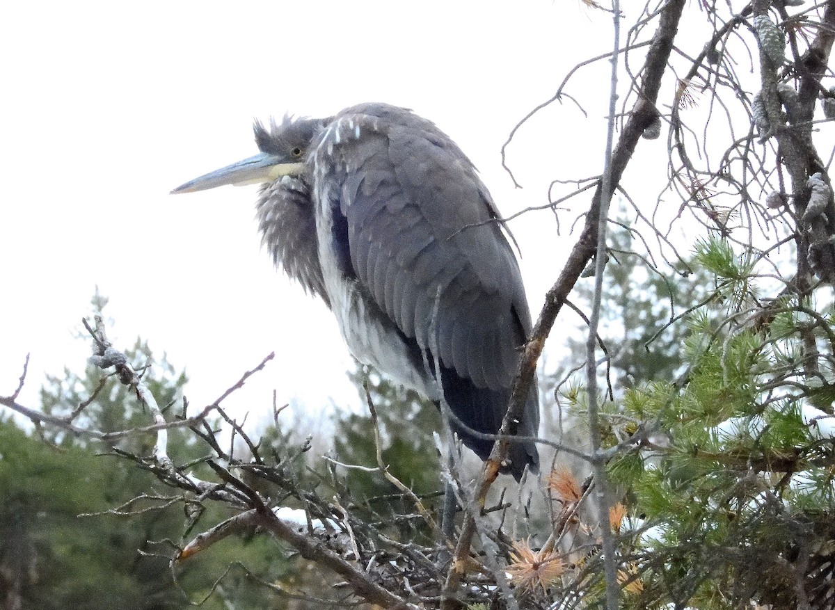 Great Blue Heron - ML645475546