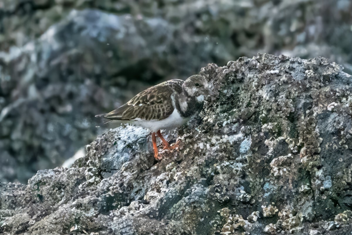 翻石鷸 - ML645475548