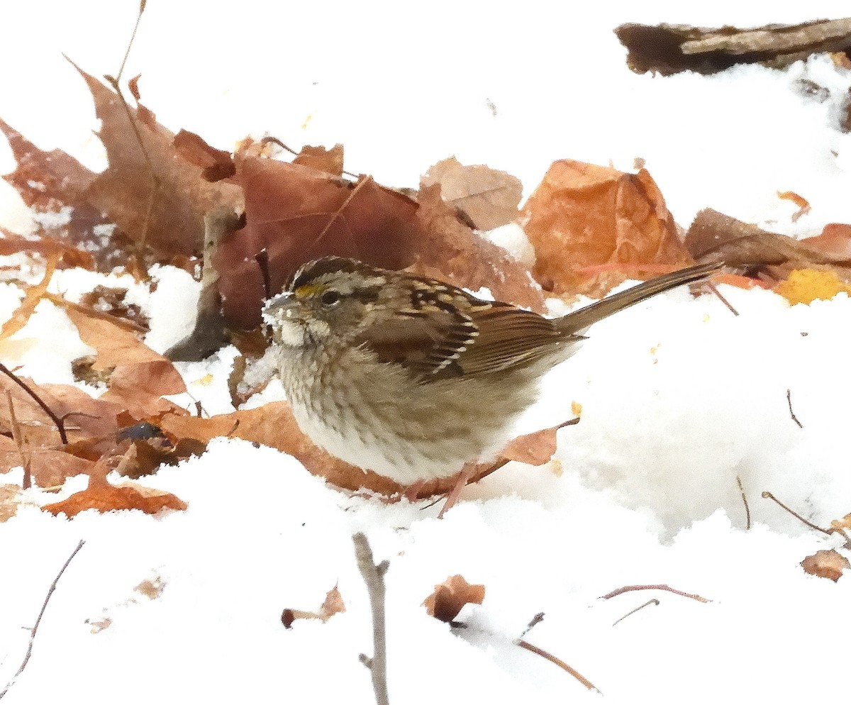 White-throated Sparrow - ML645475559