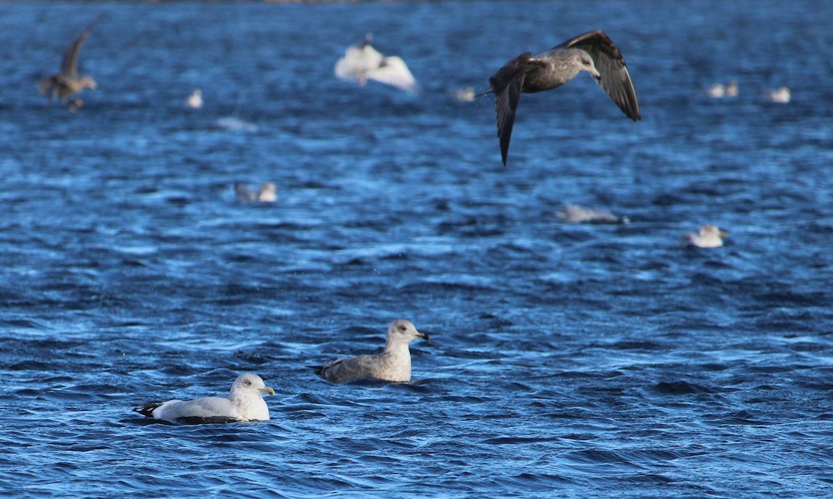 gull sp. - ML645475566